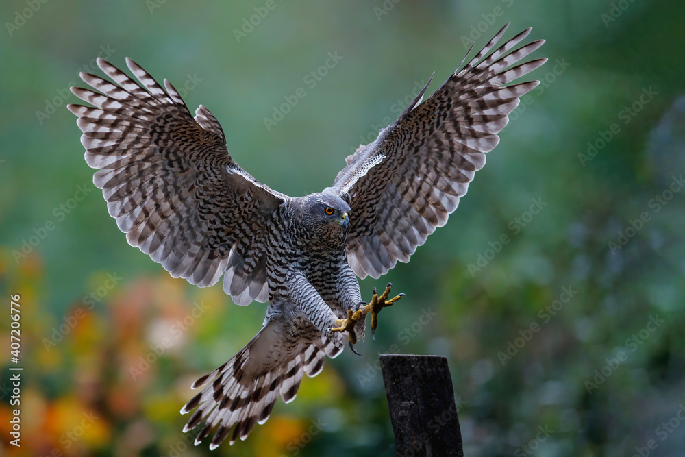 Fototapeta premium Northern Goshawk (accipiter gentilis) flying just before landing in the forest in the Netherlands