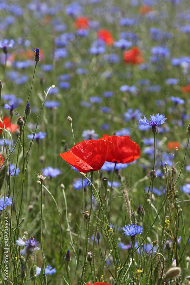 Fototapeta premium two poppies and blue cornflowers growing in the field