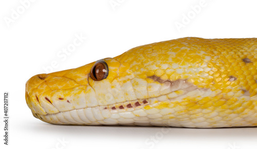 Head shot of Lavender Albino Reticulated python aka Malayopython reticulatus snake. Isolated on white background.
