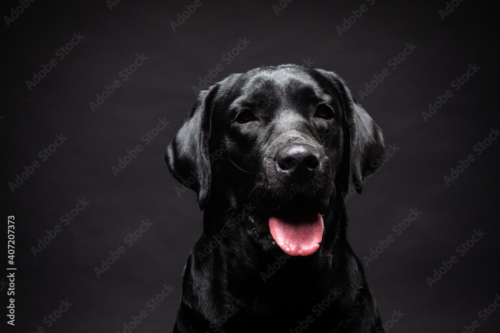 Portrait of a Labrador Retriever dog on an isolated black background. Portrait of a Labrador Retriever dog on an isolated black background.
