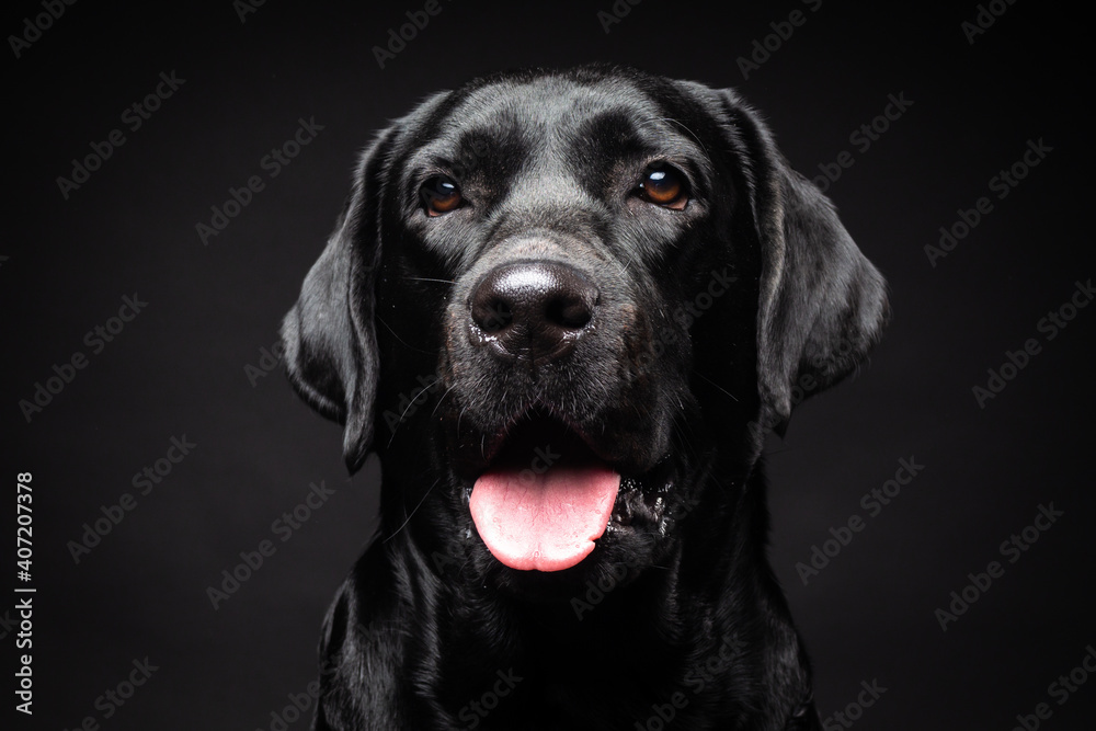 Portrait of a Labrador Retriever dog on an isolated black background. Portrait of a Labrador Retriever dog on an isolated black background.