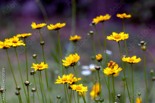 De focused view of yellow daisy or Coreopsis blooming in a spring park. Abstract floral seasonal background or banner. Blooming in garden. Shallow depth of field