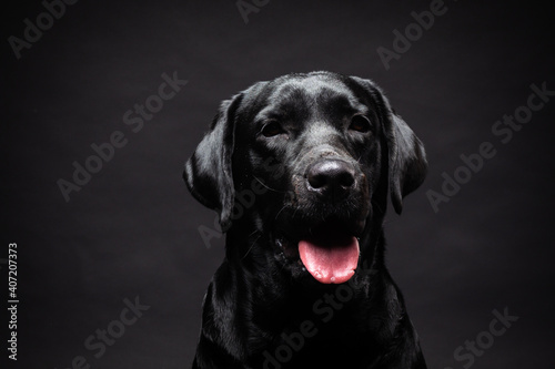 Fototapeta Naklejka Na Ścianę i Meble -  Portrait of a Labrador Retriever dog on an isolated black background.