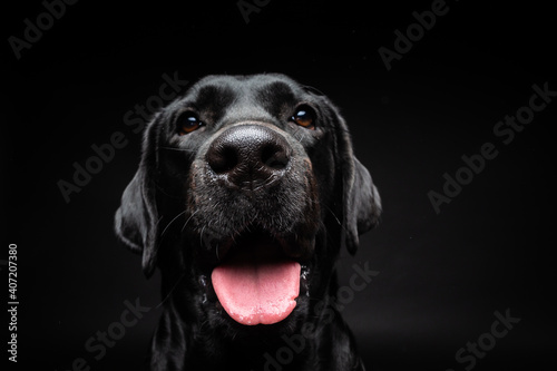 Portrait of a Labrador Retriever dog on an isolated black background. © Evgeny Leontiev