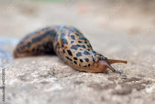Slug slowly creeps on the ground, close-up