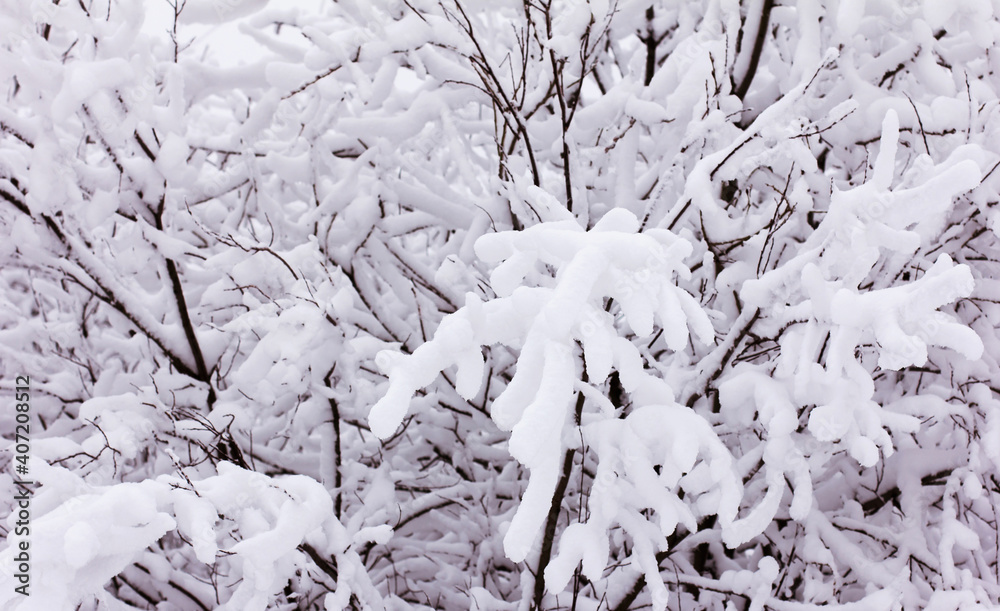 Snow and rime ice on the branches of bushes, winter background with twigs covered with hoarfrost Snow and rime ice on the branches of bushes, winter background with twigs covered with hoarfrost