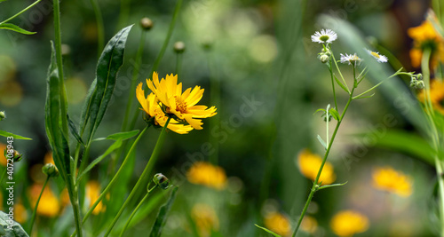 Fresh floral background or banner. Delicate yellow flower Careopsis or yellow chamomile on background of blurred greenery in spring park. Blooming in garden. Shallow depth of field