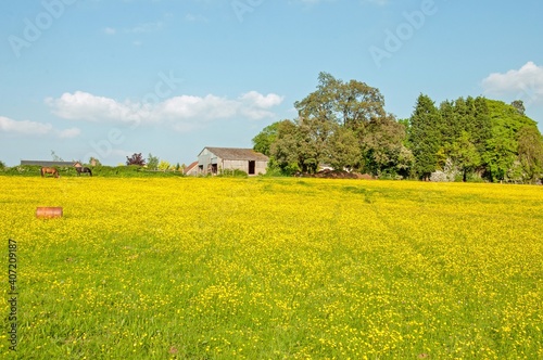 Buttercup landscape in the Summertime