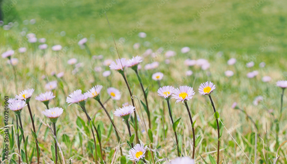 スキー場の草原に咲く春の花 アズマギク 日本固有種 Stock 写真 Adobe Stock