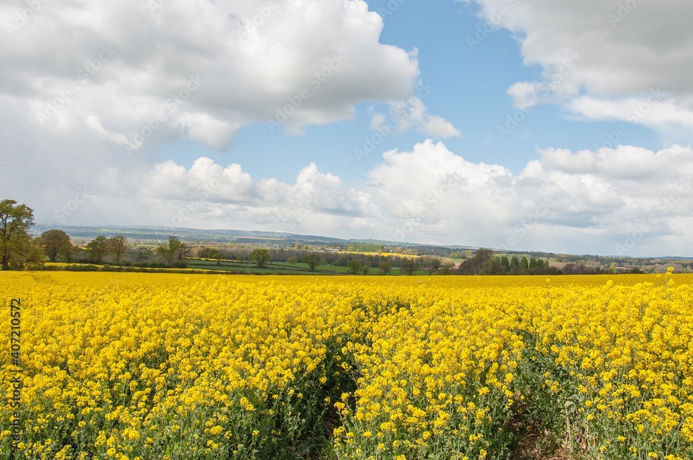 Canola field of yellow flowers Canola field of yellow flowers