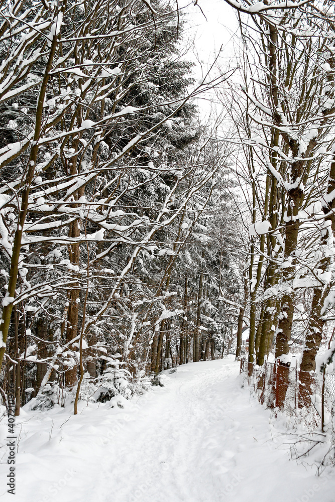 Fototapeta premium beautiful snowy path in the winter mountain forest