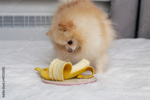 Dog with a banana. The Pomeranian eats a banana. The dog eats fruit.