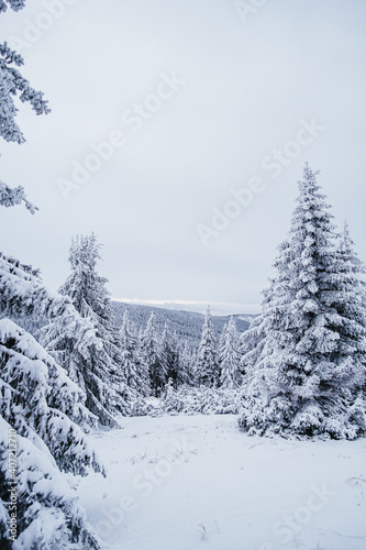 Krokonose mountains is located in northeastern Bohemia and in the south of the Polish part of Silesia. The highest mountain in the Giant Mountains and the whole of the Czech Republic is Snezka 1603m. photo