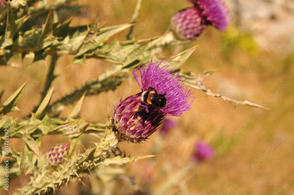 Nahaufnahme einer Distel mit einer Hummel Nahaufnahme einer Distel mit einer Hummel