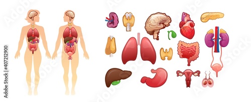 organs in the human body banner