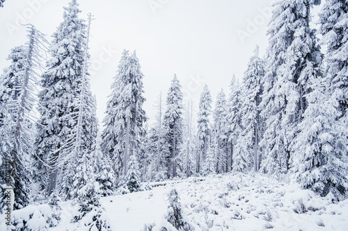 Krokonose mountains is located in northeastern Bohemia and in the south of the Polish part of Silesia. The highest mountain in the Giant Mountains and the whole of the Czech Republic is Snezka 1603m.