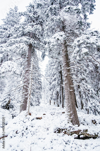 Krokonose mountains is located in northeastern Bohemia and in the south of the Polish part of Silesia. The highest mountain in the Giant Mountains and the whole of the Czech Republic is Snezka 1603m. photo