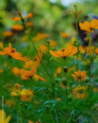 Sulfur cosmos flowers blooming in a garden by the roadside on a sunny day