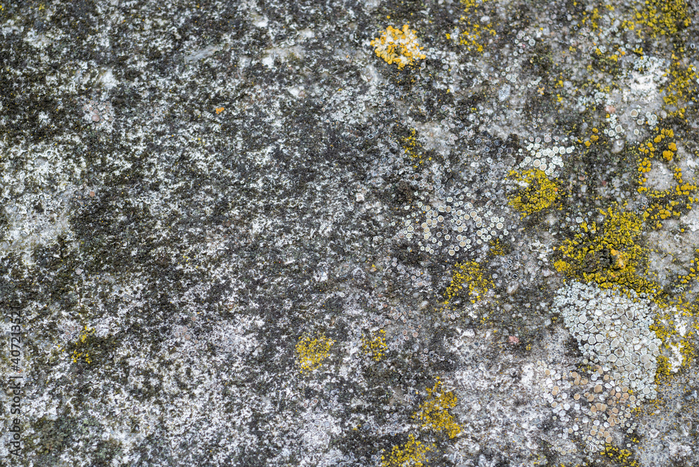 lichen on the rock , concrete texture background lichen on the rock , concrete texture background
