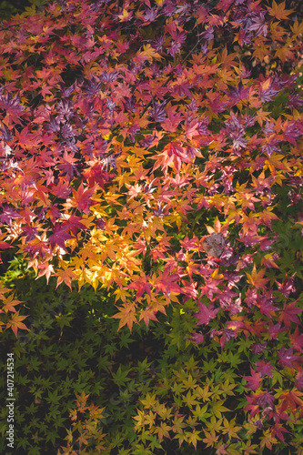 Fototapeta Naklejka Na Ścianę i Meble -  鮮やかに咲く紅葉の葉