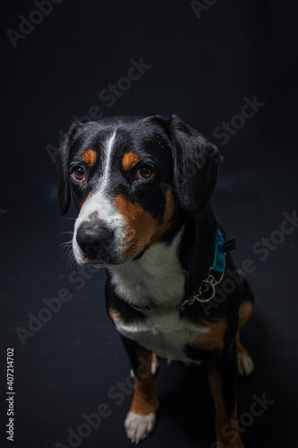 Portait von einem Entlebucher Sennenhund im Studio vor schwarzem Hintergrund