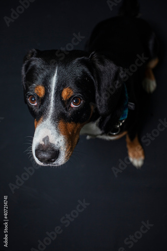 Portait von einem Entlebucher Sennenhund im Studio vor schwarzem Hintergrund © lichtflut_photo