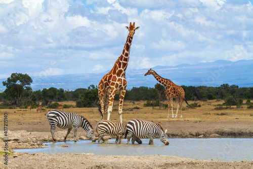 Canvas Print Two giraffes at waterhole wait as zebras drink water in African savanna of Ol Pejeta Conservancy, Kenya, Africa
