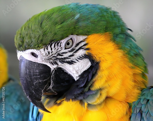 Up close head shot of Blue-and-yellow macaw. Ara ararauna.