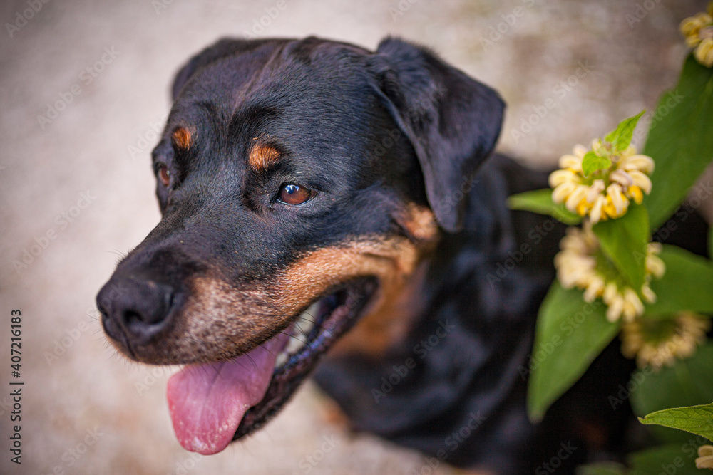 Portrait von oben von einem Rottweiler mit einer gelben Blume Portrait von oben von einem Rottweiler mit einer gelben Blume