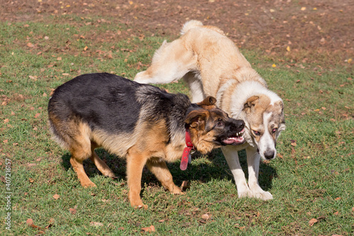 Angry german shepherd dog puppy is aggressively attacks the central asian shepherd dog puppy. Dog fight. Pet animals.