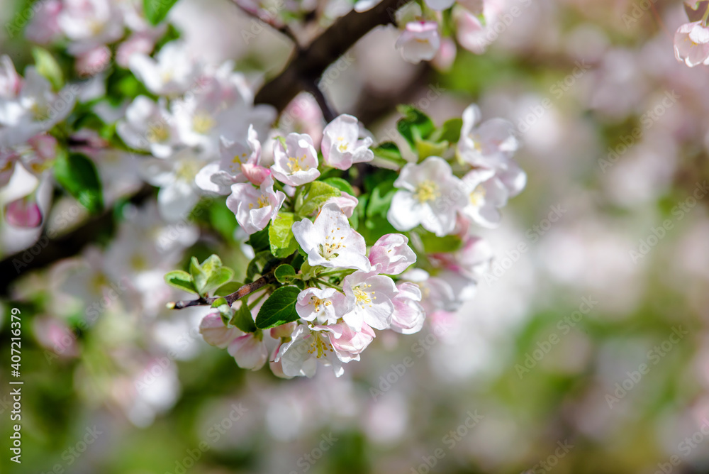 appletree blossom branch in the garden in spring
