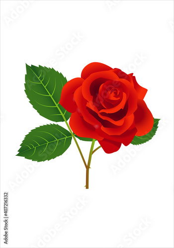 Rosa roja con hojas verdes y tallo sobre fondo blanco