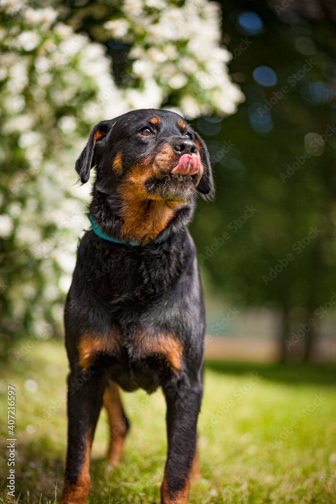 Rottweilerbeim Spazieren, leckt sich die Nase. Hintergrund mit blumen