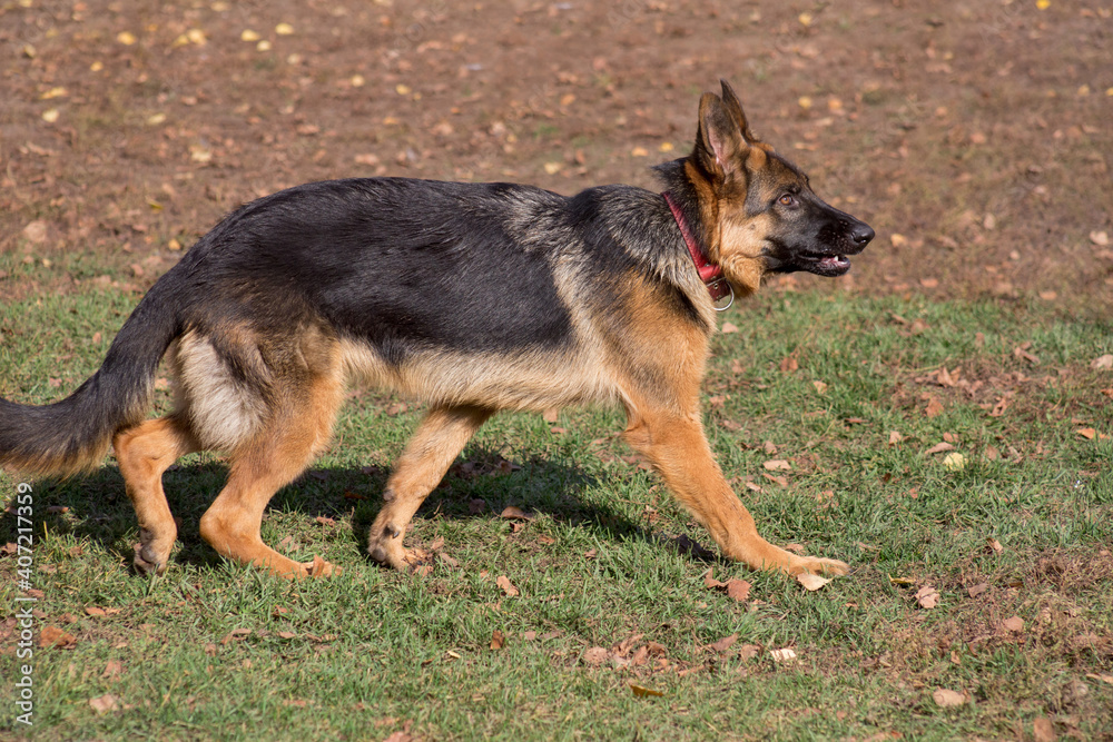 Cute german shepherd dog puppy is walking in the autumn park. Pet animals.