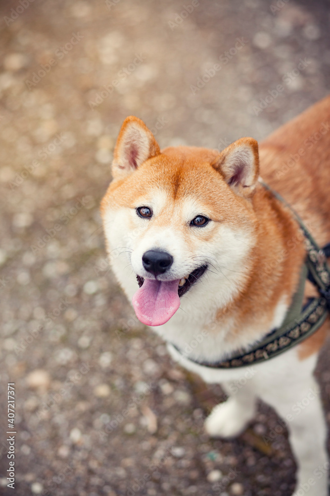 Portrait von einem  Shiba inu in getrockneter Wiese. Hund lächelt