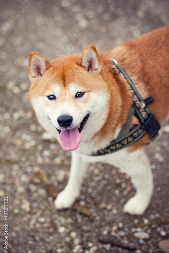 Portrait von einem  Shiba inu in getrockneter Wiese. Hund lächelt © lichtflut_photo