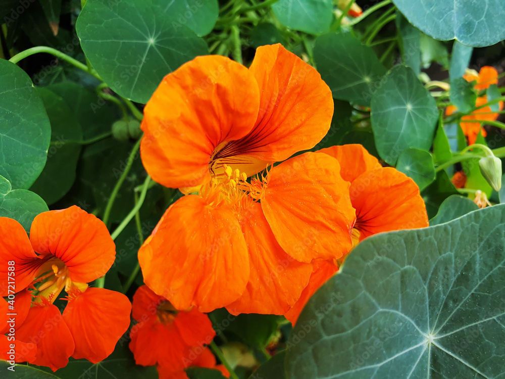 Orange nasturtium or tropaeolum majus flowers blooming in a flower bed. Orange nasturtium or tropaeolum majus flowers blooming in a flower bed.