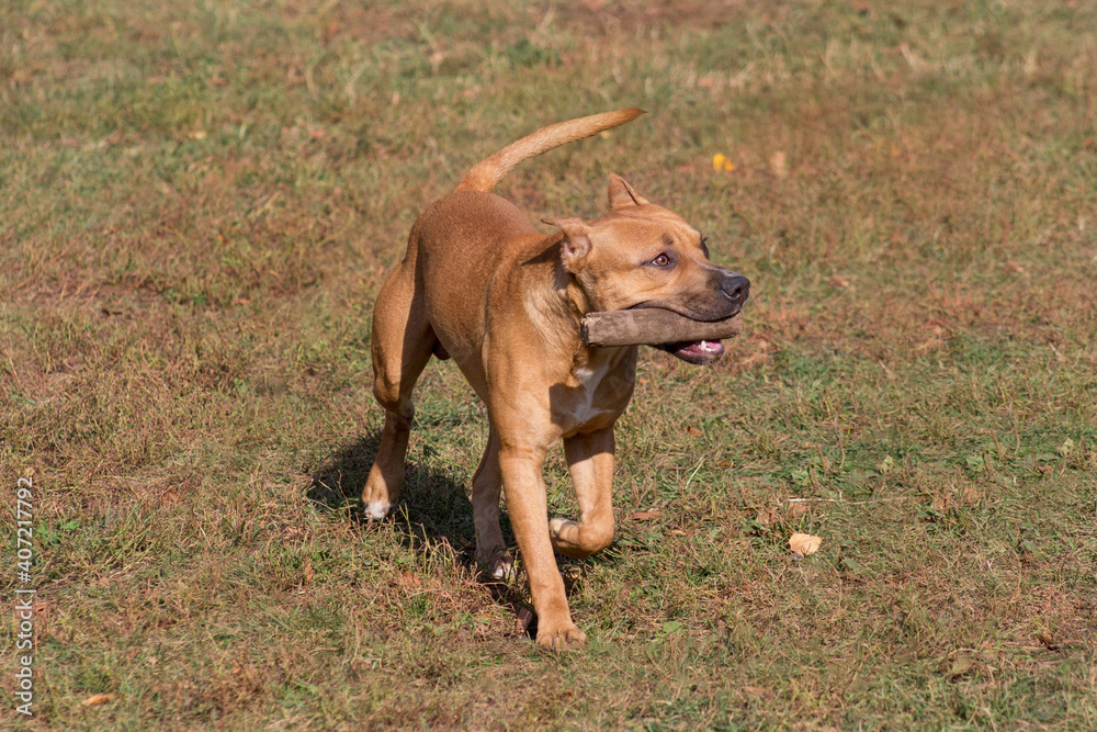 Cute american pit bull terrier puppy is running with stick in his teeth in the autumn park. Pet animals. Cute american pit bull terrier puppy is running with stick in his teeth in the autumn park. Pet animals.