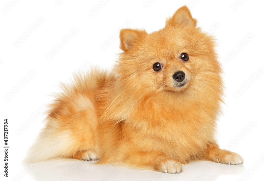 German Spitz dog