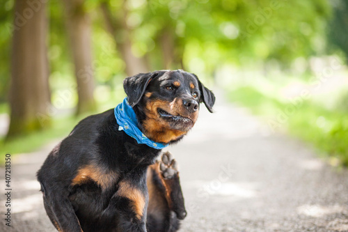 Portrait of a Rottweiler in the Nature. Beautiful dog outdoor. Dog scratching. Dog make funny face while scratching