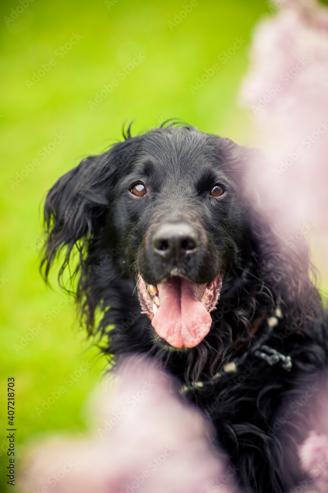 Portrait von einem Falt coated Retriever vor Blumen. Hund lächelt draußen im Frühling Portrait von einem Falt coated Retriever vor Blumen. Hund lächelt draußen im Frühling