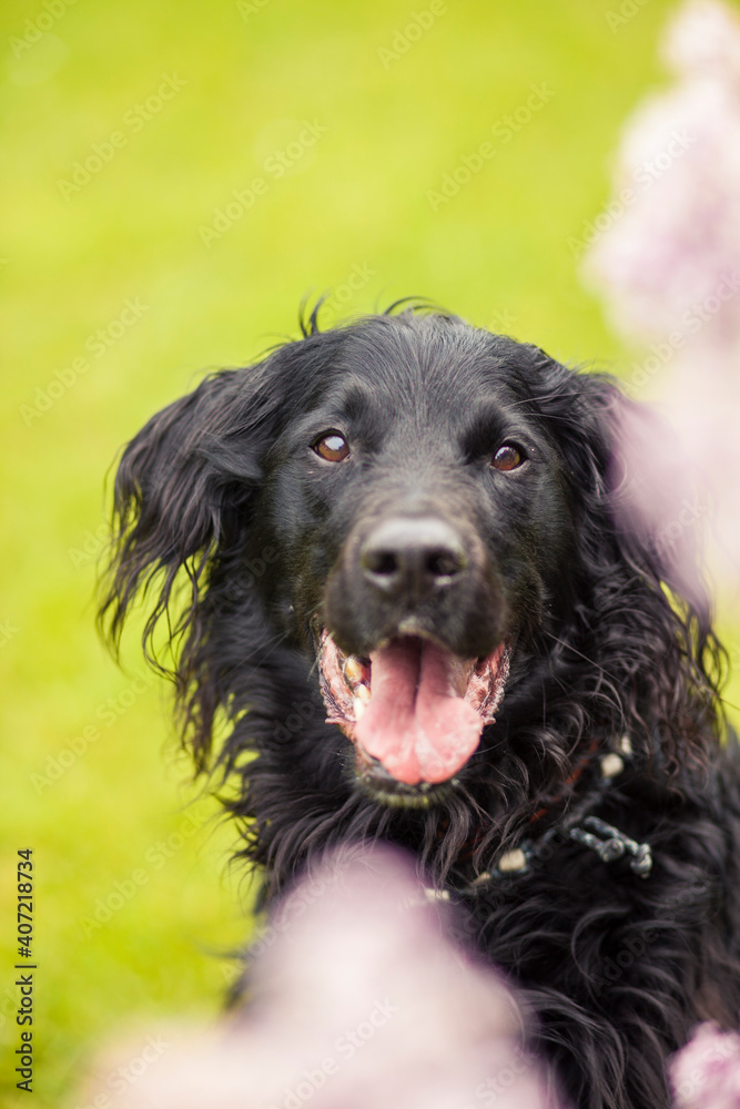 Portrait von einem Falt coated Retriever vor Blumen. Hund lächelt draußen im Frühling Portrait von einem Falt coated Retriever vor Blumen. Hund lächelt draußen im Frühling