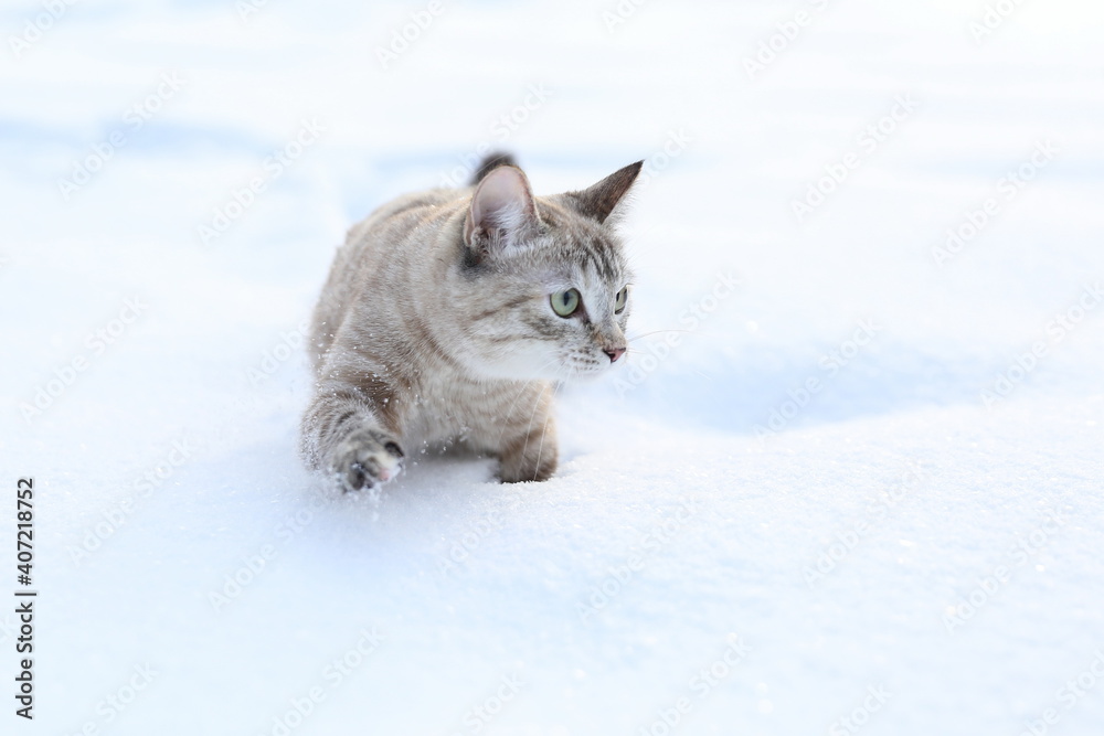 brown beautiful cat walks in the snow outdoors brown beautiful cat walks in the snow outdoors