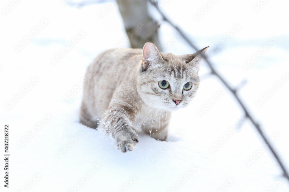brown beautiful cat walks in the snow outdoors