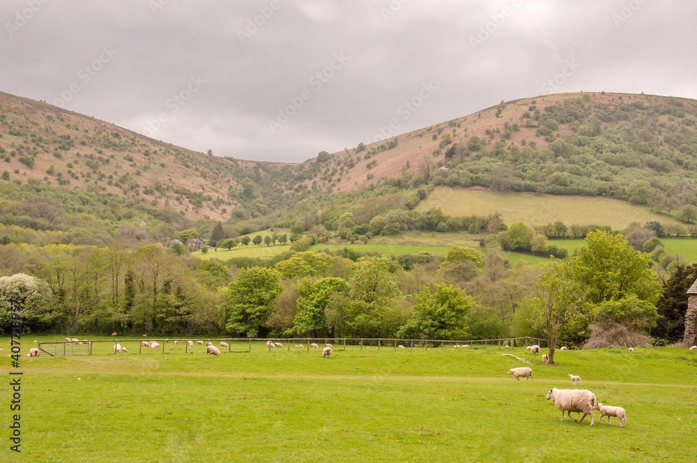 Springtime sheep on the meadow