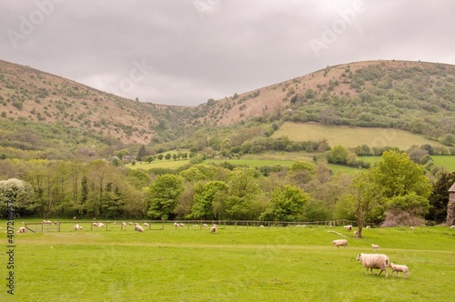 Springtime sheep on the meadow