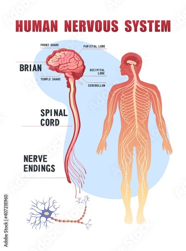 human nervous system educational scheme