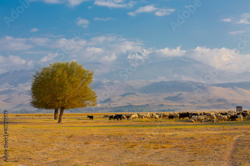 Sultan Marshes Protection Area is within the boundaries of Develi and Yeşilhisar districts of Kayseri province in the Central Anatolia Region. photo