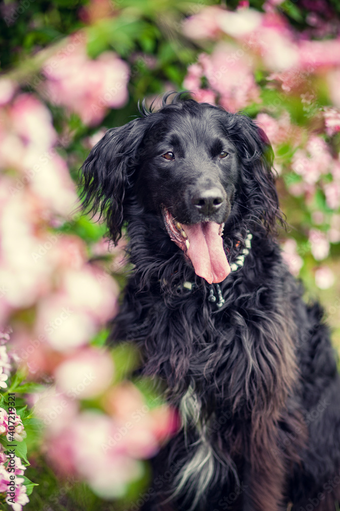 Portrait von einem Falt coated Retriever vor Blumen. Hund lächelt draußen im Frühling Portrait von einem Falt coated Retriever vor Blumen. Hund lächelt draußen im Frühling