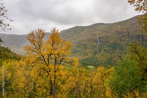 Valley with yellow trees in Norway